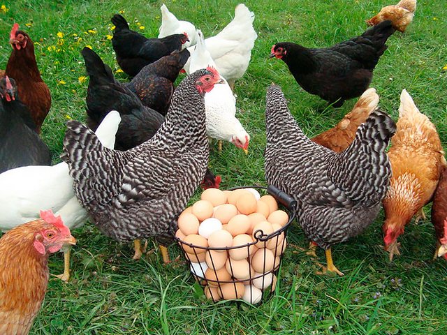 Содержание кур и уход за ними | ЗооТом - продажа, вязка и услуги для животных в Ленинградской