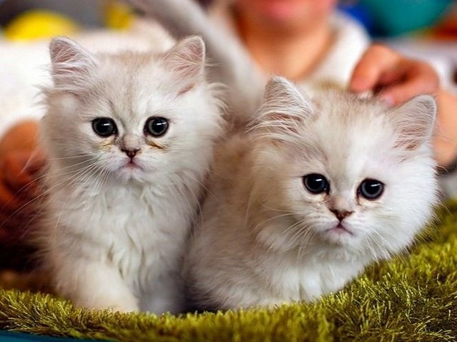 Породы кошек в Ленинградской | ЗооТом портал о животных