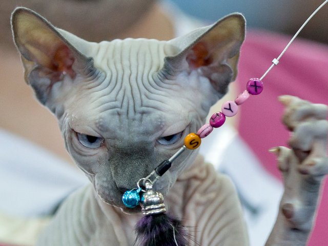 Выставки кошек в Ленинградской | ЗооТом портал о животных