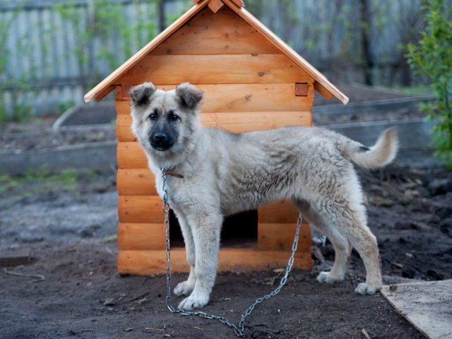 Все о собаках в Ленинградской